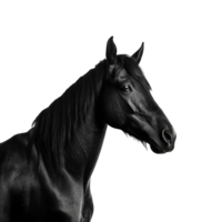 ai genererad en svart häst isolerat på transparent bakgrund png