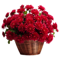 AI generated Basket of red chrysanthemums isolated on transparent background png