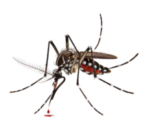 AI generated Bloodsucker mosquito isolated on transparent background png file