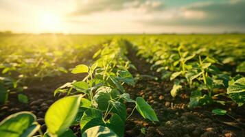 AI generated Aerial view showcases vast agricultural soy plantation, a sprawling landscape of greenery, Ai Generated photo