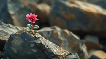 ai generado un solitario flor floraciones en medio de escabroso rocas, de la naturaleza elástico belleza en duro terreno, ai generado foto