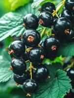 AI generated Dark, glossy blackcurrants clustered, bursting with rich hues, a visual symphony, Ai Generated. photo