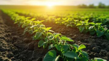 AI generated Aerial view showcases vast agricultural soy plantation, a sprawling landscape of greenery, Ai Generated photo