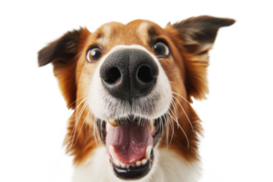 AI generated Happy dog looking at camera isolated png
