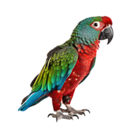 ai generado escarlata guacamayo aislado en transparente fondo, creado con generativo ai png