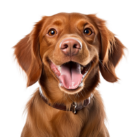 ai generado muy contento sonriente perro retrato aislado en transparente fondo, creado con generativo ai png