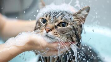 AI generated Funny wet cat gets a bath from a girl, a playful scene filled with feline antics, Ai Generated. photo