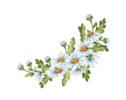 aguarela ilustração do uma ramalhete do branco margaridas, brotos e verde folhas. Prado flor arranjo do camomila isolado. ideal para Casamento convites, casa decoração scrapbooking adesivos embalagem png