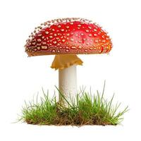 AI generated Spotted red and white toadstool mushroom isolated on white background, Ai Generated. photo