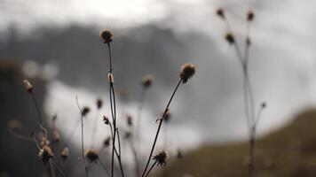 Grass in the wind. Plants. The nature of Iceland. video