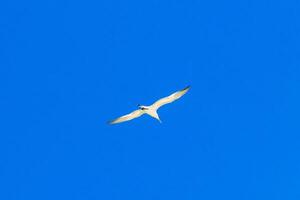 Flying seagull bird with blue sky background clouds in Mexico. photo