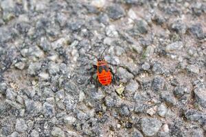 fuego error insecto gateando en el piso en Alemania. foto