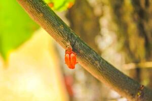 Firebug insect crawling on a branch in Germany. photo