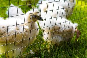 blanco pollo polluelos a el zoo en lisse Países Bajos. foto