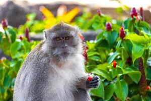 Gray monkey macaque sitting eating Koh Phi Phi Don Thailand. photo