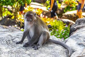 gris mono macaco sentado comiendo koh fi fi don tailandia foto