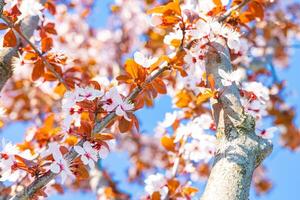 rosado y blanco florecer de un árbol en enfocar. foto