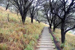 trekking ruta ruta ese Guías visitantes mediante montar chancho es un latente volcán cráter borde campo 10 minutos conducir desde montar jugador centro. foto