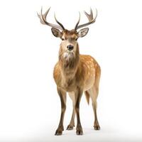 AI generated A serene deer stands out on a pure white backdrop, Ai Generated photo