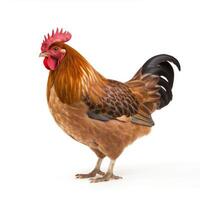 AI generated A striking chicken image, clear and bold on a white backdrop, Ai Generated photo