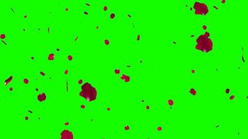 Valentines day animation red rose petals fall and rotate on a green background video