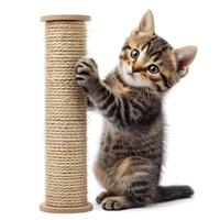 AI generated A charming kitten portrait, scratching a post, isolated on white background, Ai Generated photo