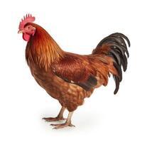 AI generated A striking chicken image, clear and bold on a white backdrop, Ai Generated photo