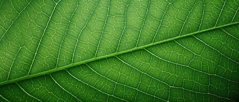 AI generated A captivating closeup macro photograph showcasing the intricate details of green organic foliage leaves, perfect as a textured leafy background, Ai Generated. photo