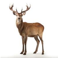 AI generated A serene deer stands out on a pure white backdrop, Ai Generated photo