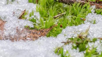 Macro time-lapse shot of shiny particles of melting snow and open green grass and leaf. Change of season from winter to spring in the forest. video