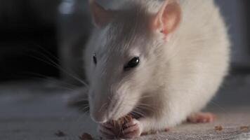 fechar-se do doméstico branco rato comendo a sementes. 4k video