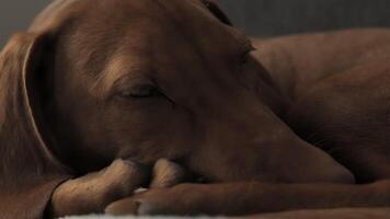 avvicinamento di il museruola. un' carino assonnato ungherese vizsla cane bugie su il divano a casa. video