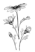 Chamomile bouquet vector illustration. Black and white wild flowers clip art