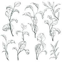 Set of hand-drawn plants and leaves. Realistic detailed sketch vector botanical illustrations