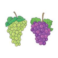 green and purple grapes vector