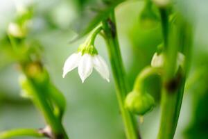 Close up of white bell pepper flowers in the garden. Shallow depth of field. photo