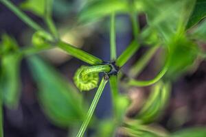 Young green fruit of the pepper plant on the plant during cultivation photo