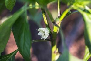 Blooming potential cultivating peppers by carefully snipping the crown flower for optimal yield. photo