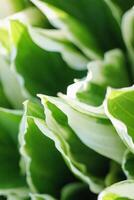 Close up of green hosta plant in the garden, stock photo