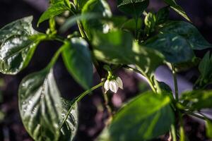 agricultura proceso de formación un pimienta plantas crecimiento mediante preciso poda. foto