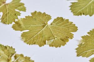 several leaves of green grapes on a white surface photo