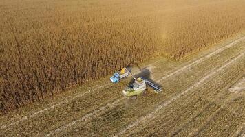 Russia, Krasnodar 2021. Combine harvester pours corn grain into the truck body. Harvester harvests corn. photo