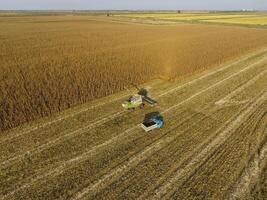 Russia, Krasnodar 2021. Combine harvester pours corn grain into the truck body. Harvester harvests corn. photo