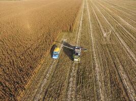 Russia, Krasnodar 2021. Combine harvester pours corn grain into the truck body. Harvester harvests corn. photo