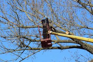 Pruning trees using a lift-arm photo