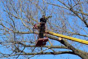 Pruning trees using a lift-arm photo