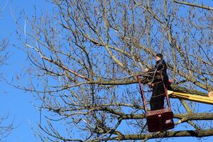 Pruning trees using a lift-arm photo