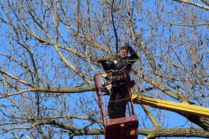 Pruning trees using a lift-arm photo