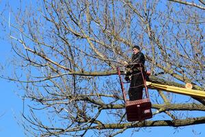 Pruning trees using a lift-arm photo