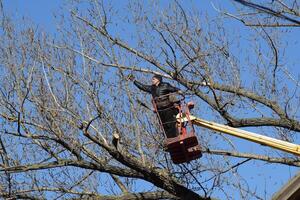 Pruning trees using a lift-arm photo